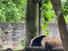 -都江堰中华大熊猫苑