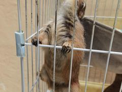 -猫色咖啡·猫咖