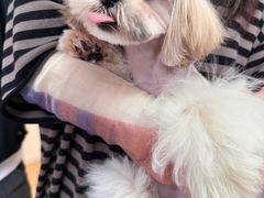-宠爱多约克夏马尔济斯泰迪小型犬专卖