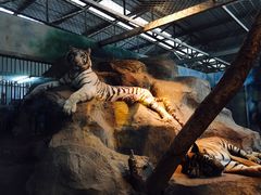 -清迈夜间动物园