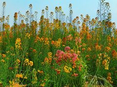 -中国天府农业博览园