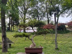 -盆景园(扬州大运河文化旅游度假区)