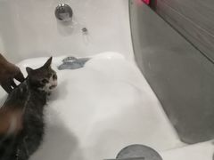 -瑞派名望24h动物医院异宠专科·猫专科·骨科·重症监护分院