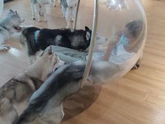 -Husky Go! 哈士奇体验馆·宠物咖啡厅狗咖