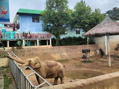 -西霞口神雕山野生动物世界