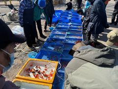 -中环花鸟鱼虫市场