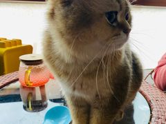 -蓝鲸·缅因猫舍