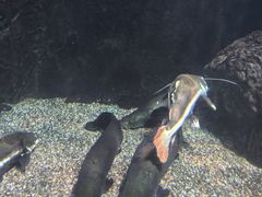 -太平洋海底世界