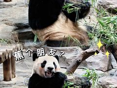 -广州长隆野生动物世界