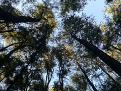 -上海共青森林公园