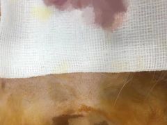 -荔康动物医院(康王北路店)