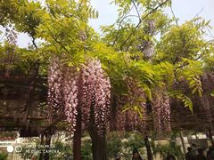 -上海鲜花港