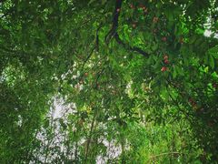 -南宁良凤江国家森林公园