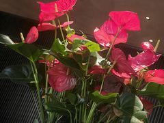 -苏帮袁·竹(北京坊店)