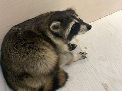 -浣熊柯尔鸭土拨鼠·电玩咖
