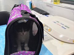 -伟伟宠物医院·CT影像中心·瑞派犬猫综合性门诊(汉口总院)