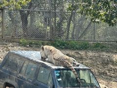 -常州淹城野生动物世界