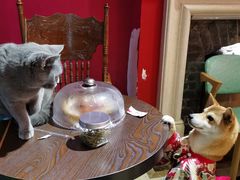 -猫色咖啡·猫咖