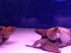 -沙沙哗啦海洋馆(华宇百花谷店)
