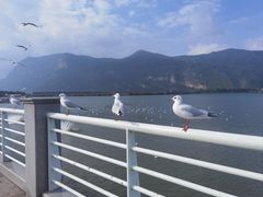 -海埂大坝