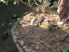 -野象谷景区