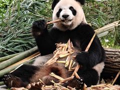 -都江堰中华大熊猫苑