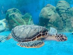 -广东惠东海龟国家级自然保护区