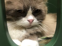 -吉丁鸟咖·异宠·寄养