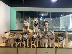 -Husky Go! 哈士奇体验馆·宠物咖啡厅狗咖