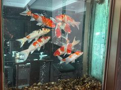 -浩运·海鲜青岛菜·海胆水饺(石老人店)