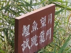 -合肥滨湖国家森林公园