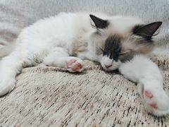 -藏猫猫咖啡主题馆(中央大道店)