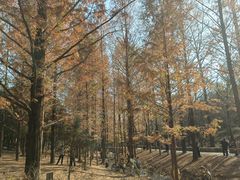 -白水寺森林公园