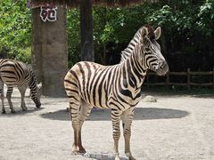 -上海野生动物园