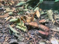 -上海大自然野生昆虫馆(东方明珠·爬宠昆虫探索中心)