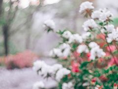 -木兰云雾山