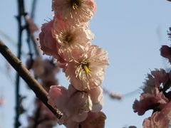 -无锡梅园公园