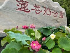 -莲花池公园