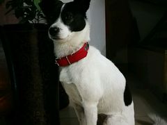 -菲尔斯特宠物医院