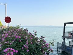 -贡湖湾湿地公园