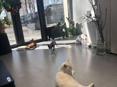 -琪喵猫屋·撸猫猫咖·猫舍