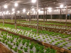 -Ohkajhu Organic Farm Sansai