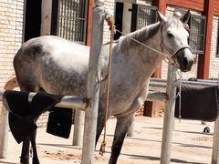 -北京群众马术培训基地