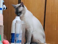 -联萌宠物医院(猫病专科)
