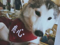 -Husky Go! 哈士奇体验馆·宠物咖啡厅狗咖