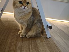 -COLOR PETS 撸猫馆·购猫·猫咖(长风大悦城店)