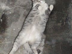 -天使宠物医院·犬猫分诊(彩虹店)