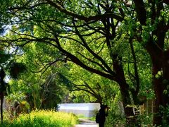 -上海佘山国家森林公园天马山园