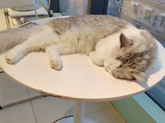 -怪兽屋·羊驼·猫咖·狗咖(俊华广场店)