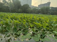 -莲湖公园